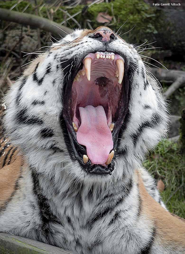 Das imposante Gebiss des Sibirischen Tigerkaters WASSJA am 7. Januar 2018 im Tigertal im Zoologischen Garten der Stadt Wuppertal (Foto Gerrit Nitsch)