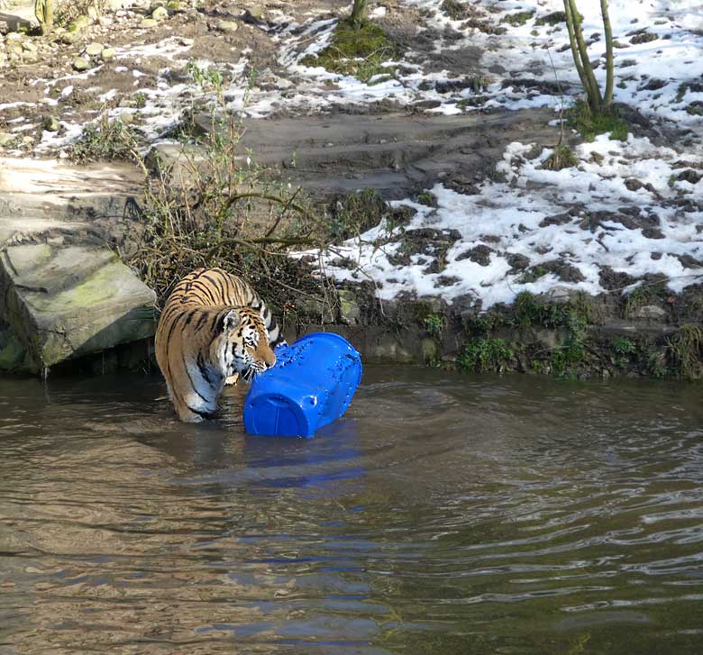 Sibirischer Tiger-Kater WASSJA mit blauem Fass am 18. Februar 2018 im Wasser der Außenanlage im Tigertal im Zoo Wuppertal