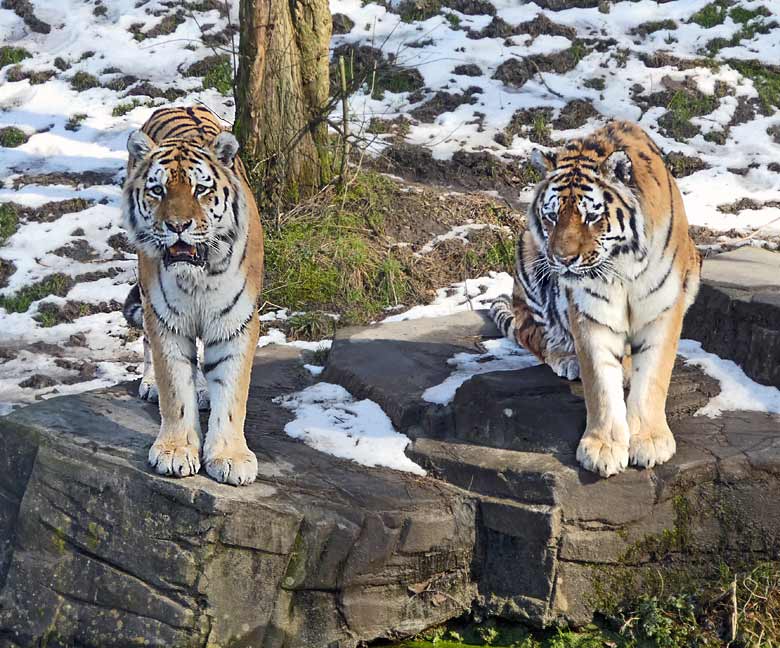 Sibirische Tiger-Kater WASSJA und MANDSCHU am 18. Februar 2018 auf der Außenanlage im Tigertal im Zoologischen Garten der Stadt Wuppertal