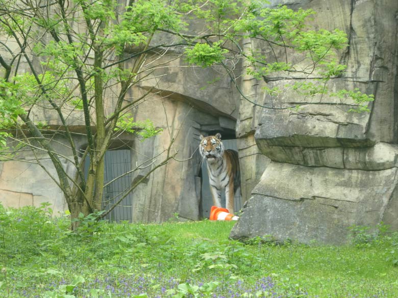 Sibirische Tigerin MYMOZA am 28. April 2018 im Durchgang zur Außenanlage im Grünen Zoo Wuppertal