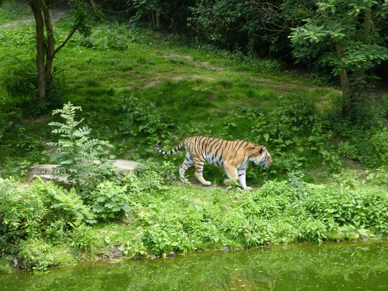 Sibirischer Tiger-Kater MANDSCHU am 31. Mai 2018 auf der Tigeranlage im Tigertal im Wuppertaler Zoo