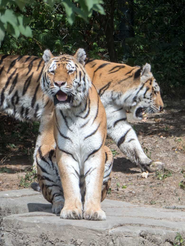 Sibirische Tiger MANDSCHU und WASSJA am 29. Juli 2018 auf der Außenanlage im Tigertal im Wuppertaler Zoo