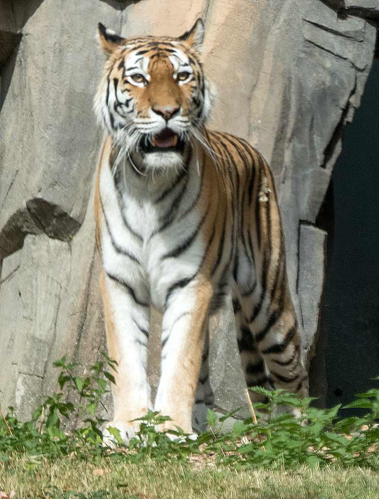Sibirische Tigerkatze MYMOZA am 12. August 2018 im Grünen Zoo Wuppertal