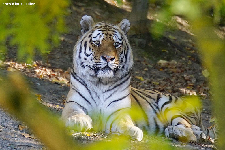 Sibirischer Tiger-Kater MANDSCHU am 10. Oktober 2018 im Tigertal im Grünen Zoo Wuppertal (Foto Klaus Tüller)