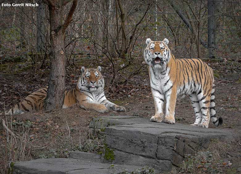 Sibirische Tigerkater MANDSCHU und WASSJA am 18. Dezember 2018 auf der Außenanlage im Tigertal im Grünen Zoo Wuppertal (Foto Gerrit Nitsch)