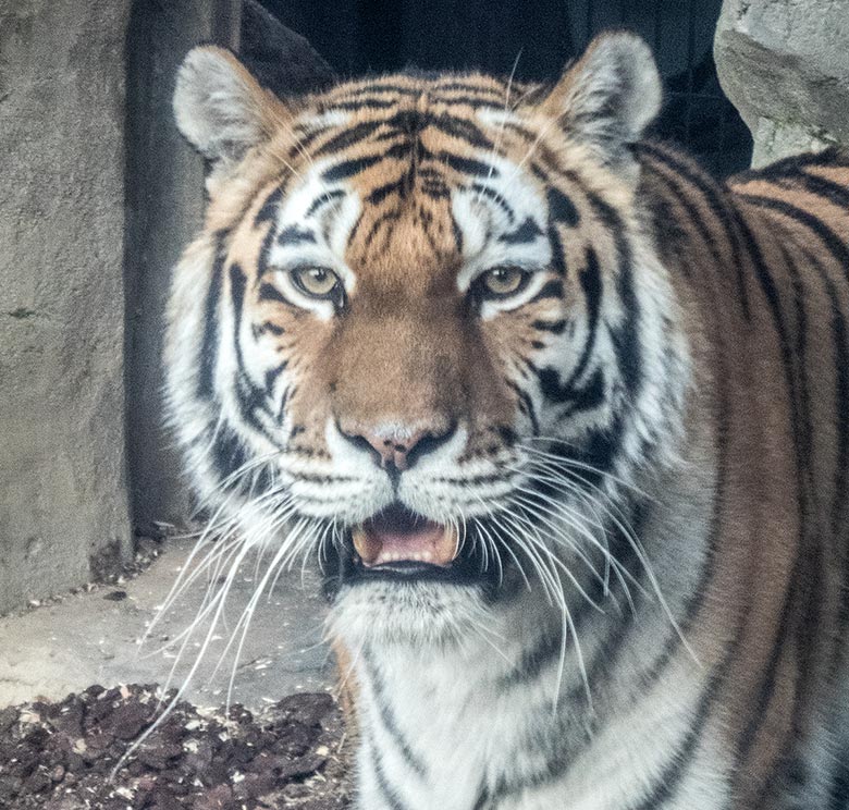 Sibirische Tiger-Katze MYMOZA am 21. Januar 2019 im Tigertal im Zoologischen Garten Wuppertal