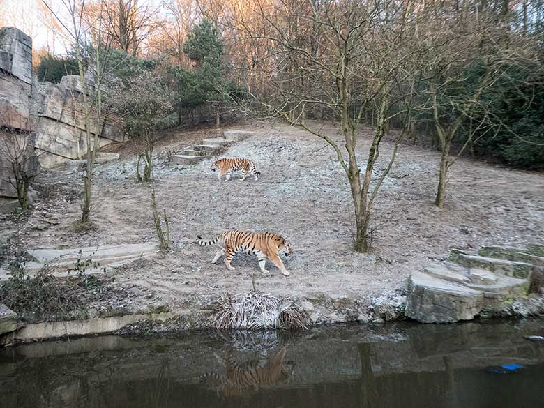 Sibirische Tiger-Kater MANDSCHU (vorn) und WASSJA (hinten) am 21. Januar 2019 im Tigertal im Grünen Zoo Wuppertal