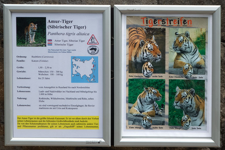 Aushang zu den Amur-Tiger-Katern MANDSCHU und WASSJA am 5. Juli 2019 an der großen Außenanlage im Tiger-Tal im Grünen Zoo Wuppertal