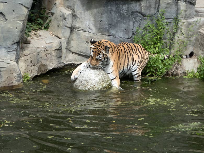 Sibirischer Tiger-Kater WASSJA mit Ball am 10. Juli 2019 auf der Außenanlage im Tiger-Tal im Grünen Zoo Wuppertal