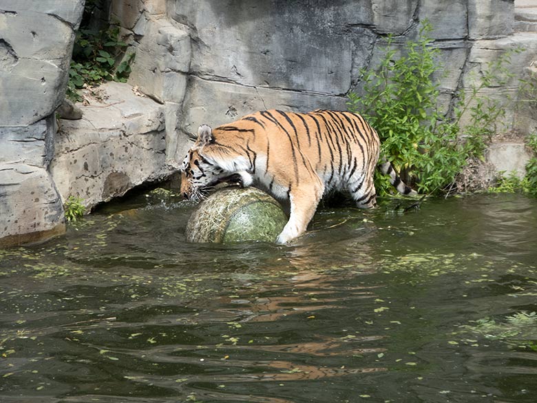 Sibirischer Tiger-Kater WASSJA mit Ball am 10. Juli 2019 auf der Außenanlage im Tiger-Tal im Zoologischen Garten Wuppertal
