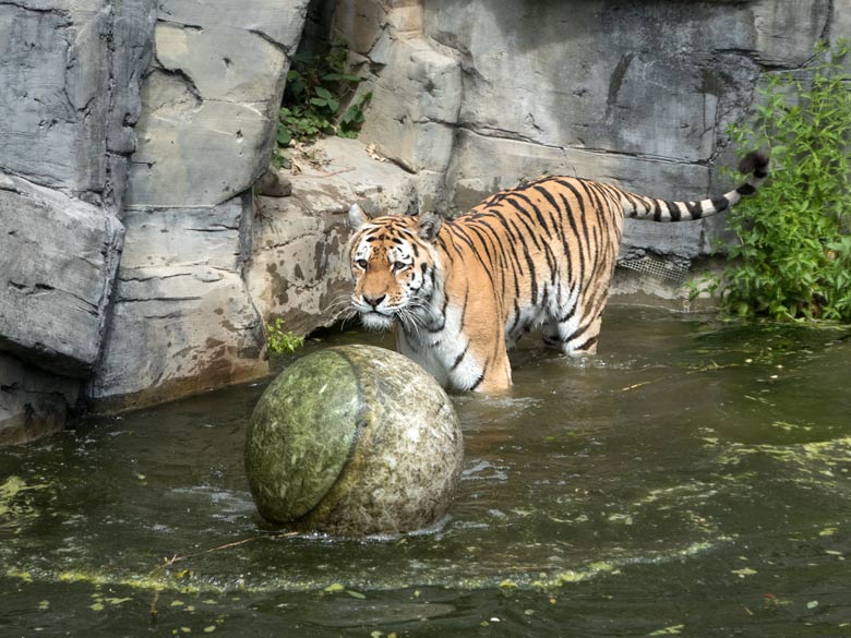 Sibirischer Tiger-Kater WASSJA mit Ball am 10. Juli 2019 auf der Außenanlage im Tiger-Tal im Wuppertaler Zoo