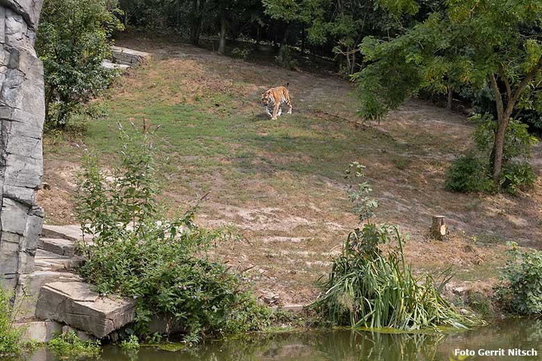 Amur-Tiger-Kater Mandschu am 27. Juli 2019 auf der Außenanlage im Tiger-Tal im Grünen Zoo Wuppertal (Foto Gerrit Nitsch)