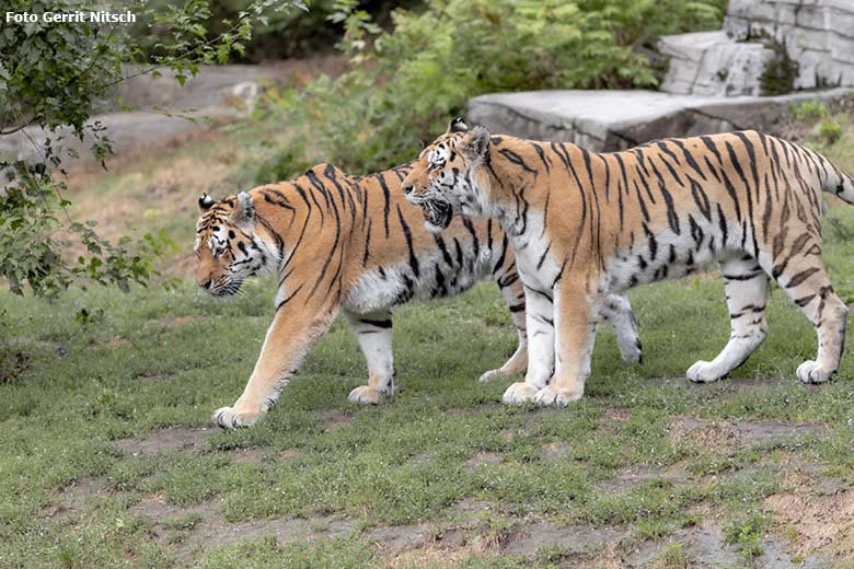 Sibirischer Tiger-Kater Mandschu (links) und Wassja (rechts) am 27. Juli 2019 auf der Außenanlage im Tiger-Tal im Grünen Zoo Wuppertal (Foto Gerrit Nitsch)