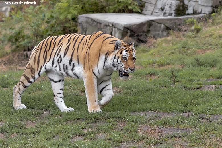 Amur-Tiger-Kater Wassja am 27. Juli 2019 auf der Außenanlage im Tiger-Tal im Zoologischen Garten der Stadt Wuppertal (Foto Gerrit Nitsch)