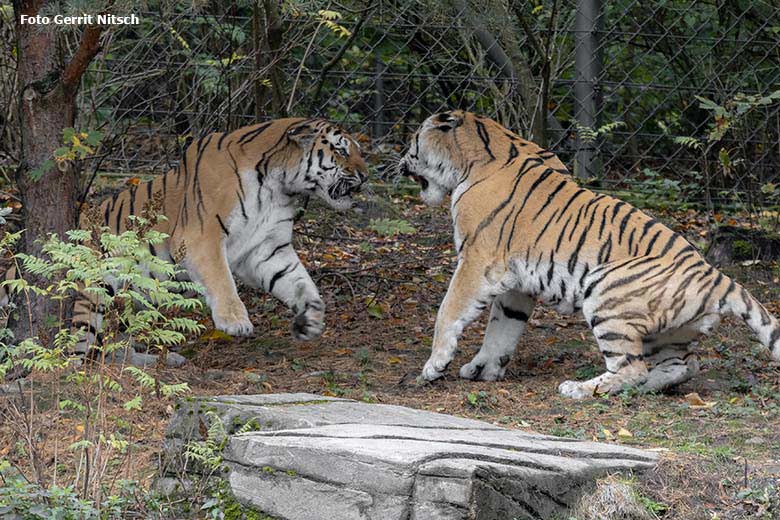 Sibirische Tiger-Kater MANDSCHU und WASSJA am 5. Oktober 2019 auf der Außenanlage im Tiger-Tal im Grünen Zoo Wuppertal (Foto Gerrit Nitsch)