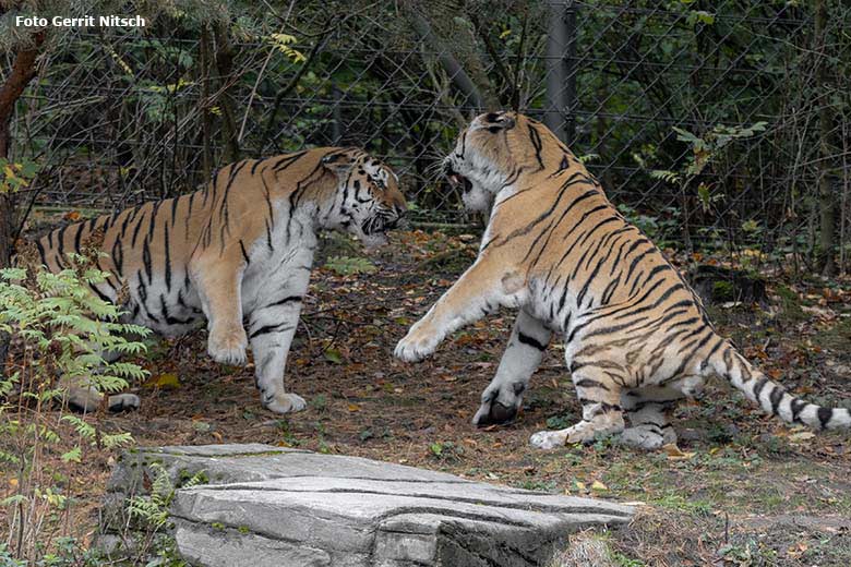 Sibirische Tiger-Kater MANDSCHU und WASSJA am 5. Oktober 2019 auf der Außenanlage im Tiger-Tal im Zoologischen Garten Wuppertal (Foto Gerrit Nitsch)