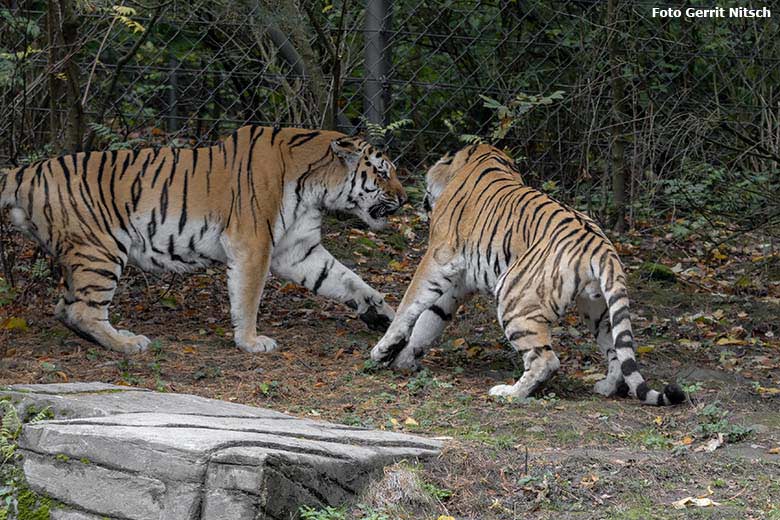 Sibirische Tiger-Kater MANDSCHU und WASSJA am 5. Oktober 2019 auf der Außenanlage im Tiger-Tal im Wuppertaler Zoo (Foto Gerrit Nitsch)
