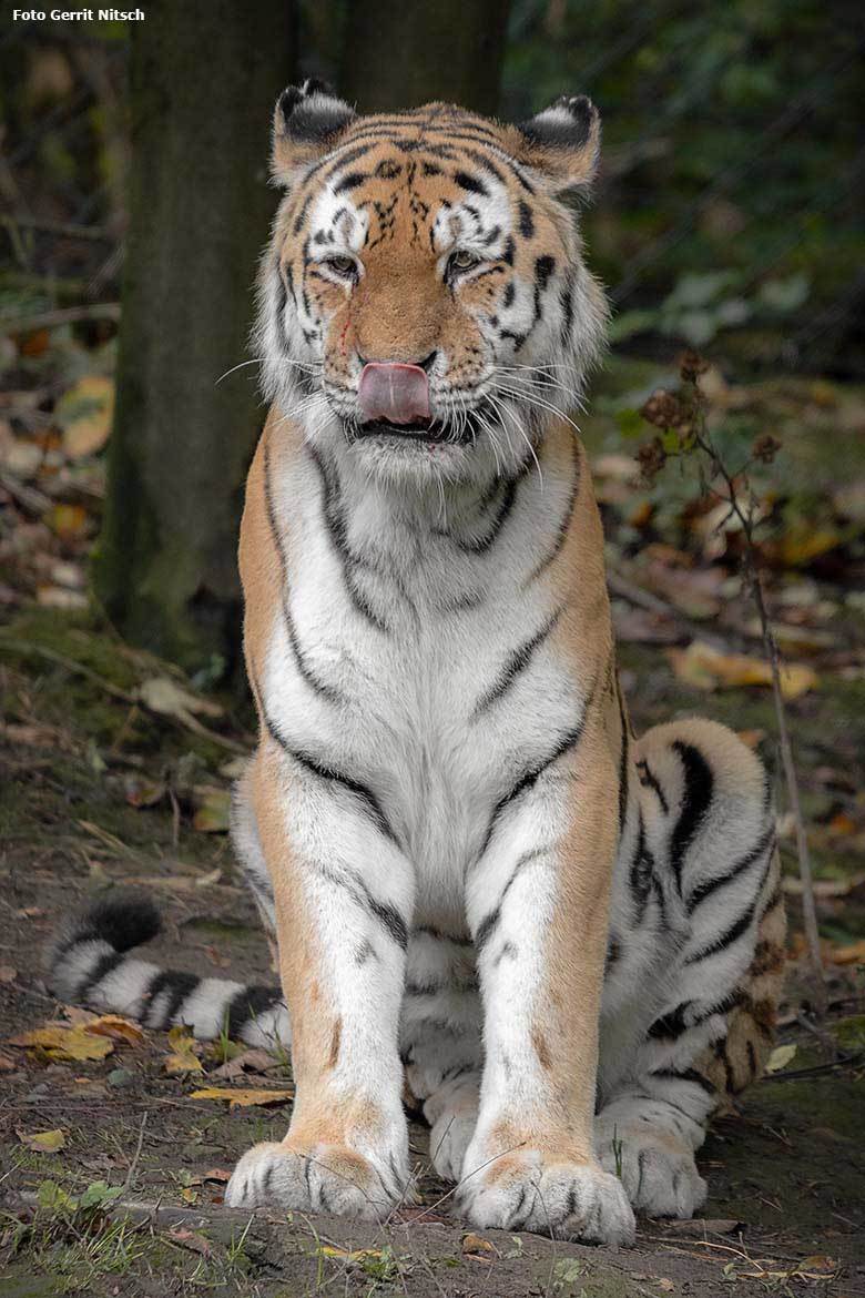Sibirischer Tiger-Kater WASSJA mit etwas Blut auf der rechten Nasenseite am 5. Oktober 2019 auf der Außenanlage im Tiger-Tal im Zoo Wuppertal (Foto Gerrit Nitsch)