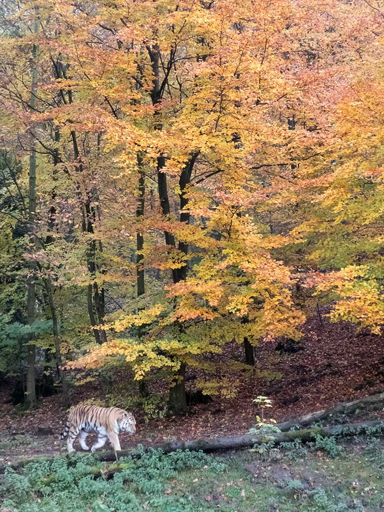 Sibirischer Tiger-Kater WASSJA am 15. November 2019 auf der Außenanlage im Tiger-Tal im Grünen Zoo Wuppertal
