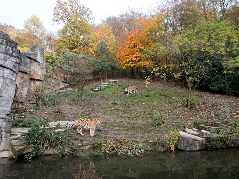 Sibirische Tiger-Kater MANDSCHU und WASSJA am 15. November 2019 auf der Außenanlage im Tiger-Tal im Zoologischen Garten Wuppertal