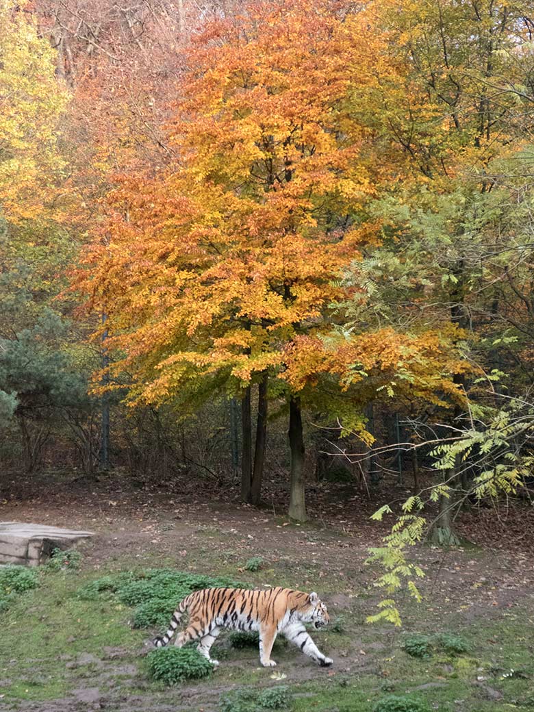 Sibirischer Tiger-Kater WASSJA am 15. November 2019 auf der Außenanlage im Tiger-Tal im Wuppertaler Zoo