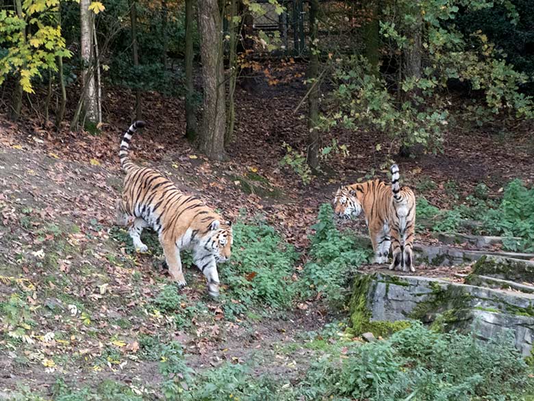 Sibirische Tiger-Kater WASSJA und MANDSCHU am 15. November 2019 auf der Außenanlage im Tiger-Tal im Zoo Wuppertal