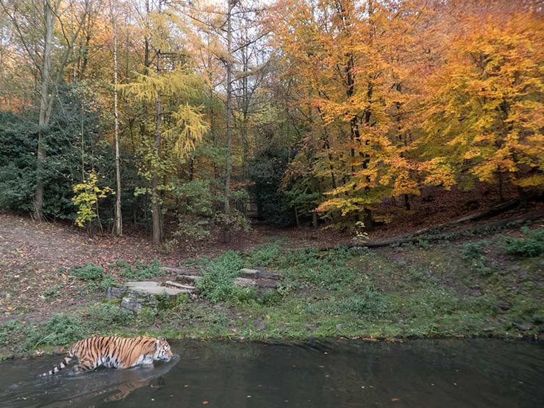 Sibirischer Tiger-Kater WASSJA am 15. November 2019 auf der Außenanlage im Tiger-Tal im Zoologischen Garten der Stadt Wuppertal