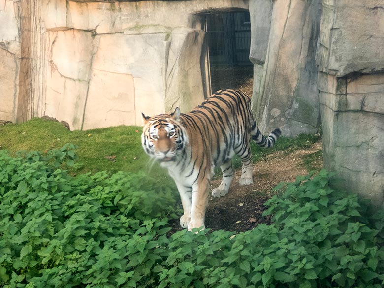 Sibirische Tiger-Katze MYMOZA am 15. November 2019 auf der Außenanlage im Tiger-Tal im Grünen Zoo Wuppertal