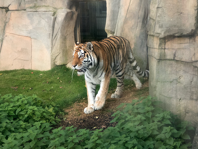 Sibirische Tiger-Katze MYMOZA am 15. November 2019 auf der Außenanlage im Tiger-Tal im Zoologischen Garten Wuppertal