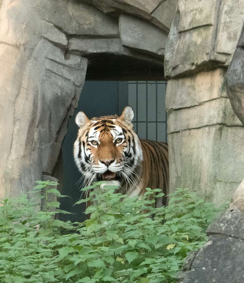 Sibirische Tiger-Katze MYMOZA am 15. November 2019 auf der Außenanlage im Tiger-Tal im Zoo Wuppertal