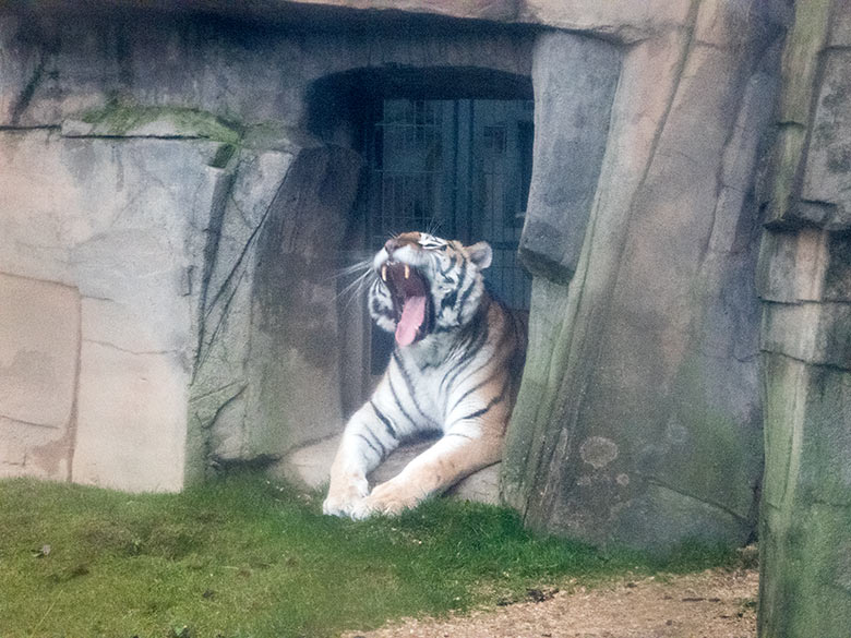 Sibirische Tiger-Katze MYMOZA am 23. Dezember 2019 im Tiger-Tal im Wuppertaler Zoo
