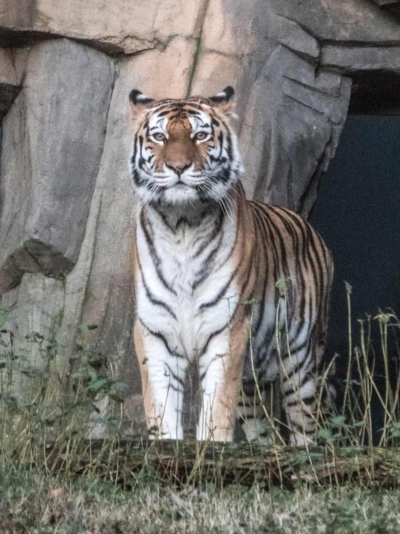 Sibirisches Tiger-Weibchen am 6. Januar 2020 vor dem Tiger-Haus im Tiger-Tal im Zoo Wuppertal