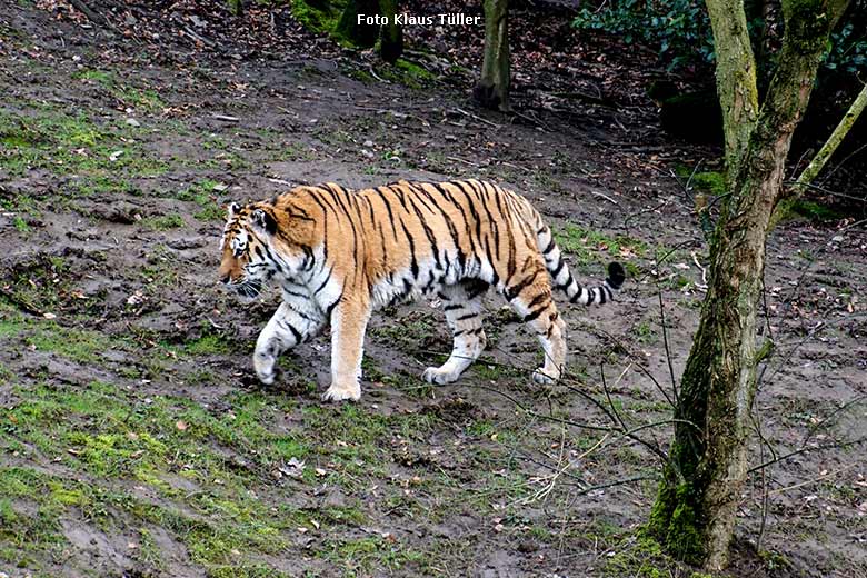 Amur-Tiger-Kater am 11. Januar 2020 auf der Außenanlage im Tiger-Tal im Zoo Wuppertal (Foto Klaus Tüller)