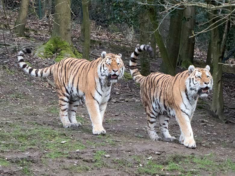 Amur-Tiger-Kater MANDSCHU und WASSJA am 25. Februar 2020 auf der Außenanlage im Tiger-Tal im Zoologischen Garten Wuppertal