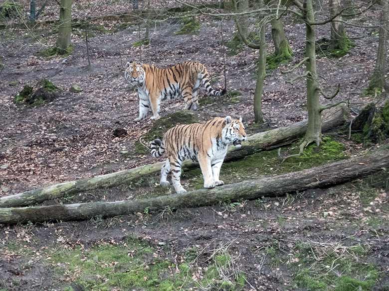 Amur-Tiger-Kater WASSJA (vorn) und MANDSCHU (hinten) am 25. Februar 2020 auf der Außenanlage im Tiger-Tal im Zoo Wuppertal