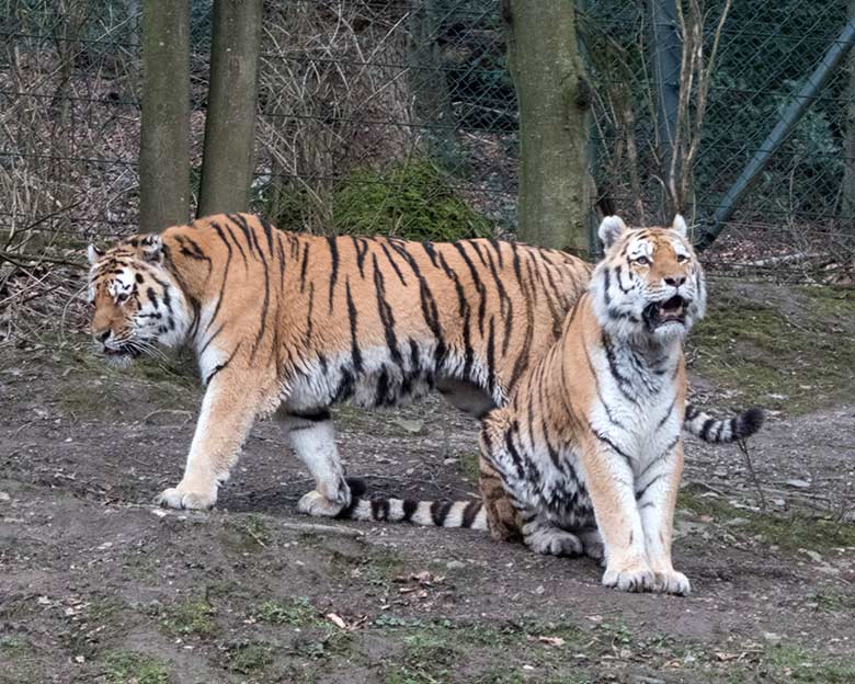 Amur-Tiger-Kater MANDSCHU und WASSJA am 25. Februar 2020 auf der Außenanlage im Tiger-Tal im Wuppertaler Zoo