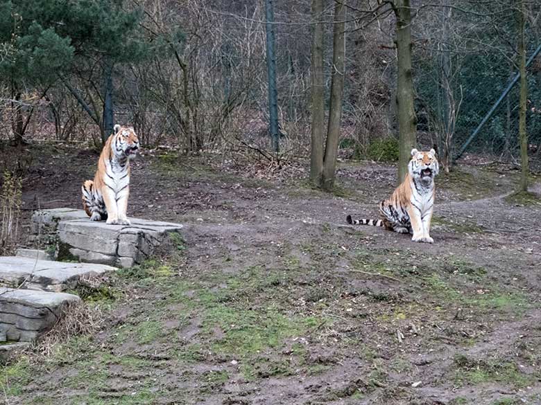 Amur-Tiger-Kater MANDSCHU und WASSJA am 25. Februar 2020 auf der Außenanlage im Tiger-Tal im Zoologischen Garten der Stadt Wuppertal