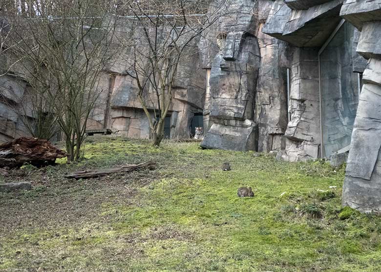 Wildkaninchen auf der Außenanlage der Amur-Tiger-Katze MYMOZA am 25. Februar 2020 im Tiger-Tal im Grünen Zoo Wuppertal
