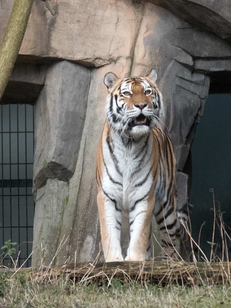 Amur-Tiger-Katze MYMOZA am 25. Februar 2020 im Tiger-Tal im Grünen Zoo Wuppertal