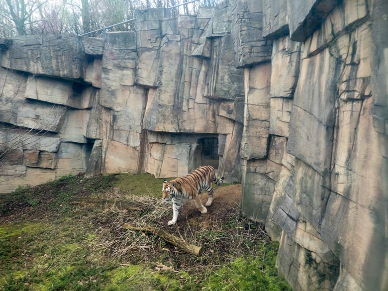 Amur-Tiger-Katze MYMOZA am 25. Februar 2020 im Tiger-Tal im Zoologischen Garten Wuppertal