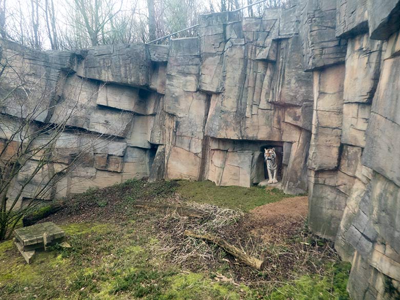 Amur-Tiger-Katze MYMOZA am 25. Februar 2020 im Tiger-Tal im Wuppertaler Zoo