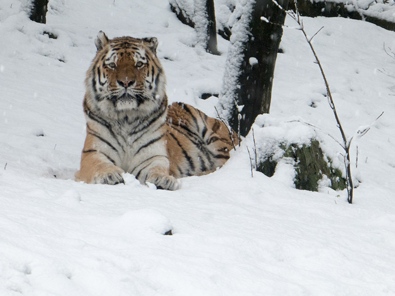 Sibirischer Tiger MANDSCHU am 26. Februar 2020 auf der Außenanlage im Tiger-Tal im Zoologischen Garten Wuppertal