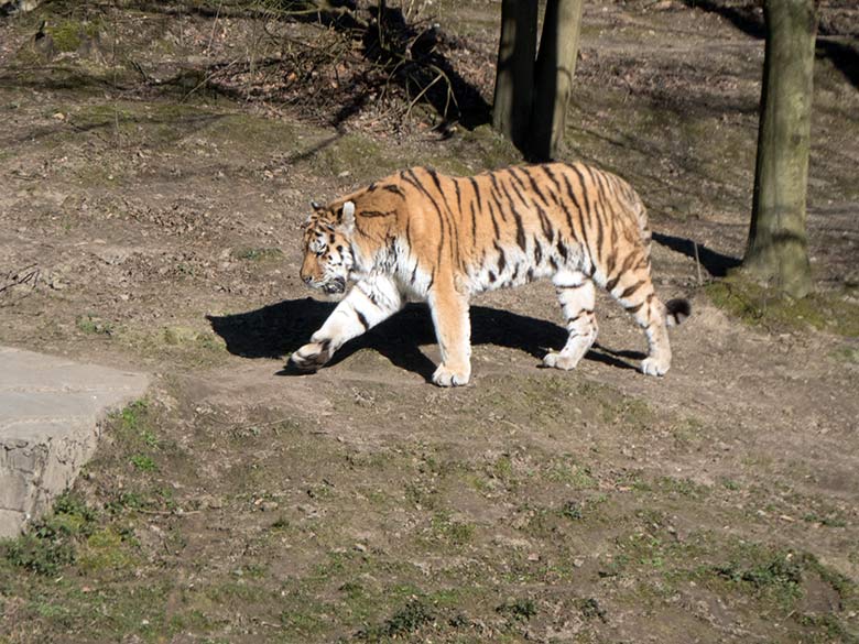 Sibirischer Tiger-Kater WASSJA am 22. März 2020 auf der Außenanlage im Tiger-Tal im Grünen Zoo Wuppertal