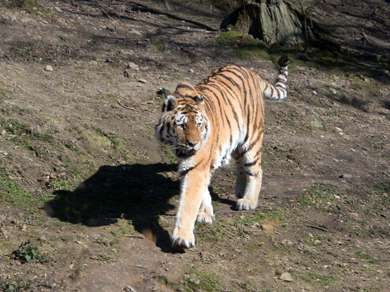 Sibirischer Tiger-Kater MANDSCHU am 22. März 2020 auf der Außenanlage im Tiger-Tal im Zoo Wuppertal