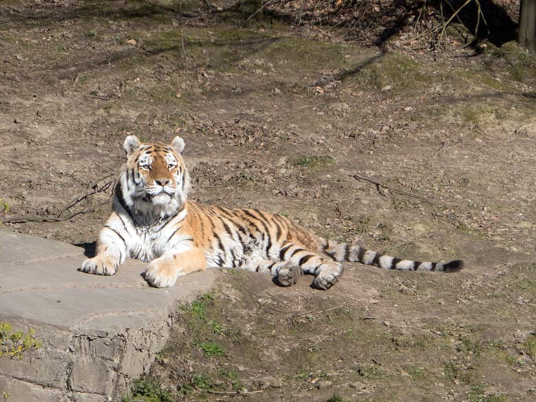 Sibirischer Tiger-Kater WASSJA am 22. März 2020 auf der Außenanlage im Tiger-Tal im Wuppertaler Zoo
