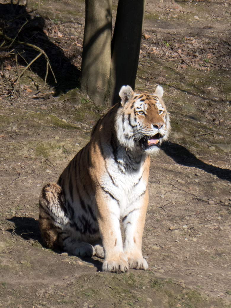 Amur-Tiger-Kater WASSJA am 22. März 2020 auf der Außenanlage im Tiger-Tal im Zoologischen Garten der Stadt Wuppertal