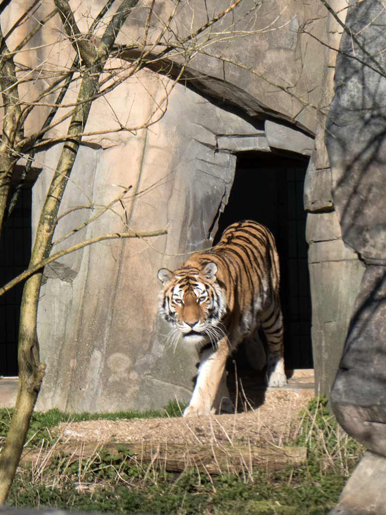 Blick von der Sambatrasse auf die Sibirische Tigerin MYMOZA am 22. März 2020 auf der Außenanlage nahe dem Stallgebäude im Tiger-Tal im Zoologischen Garten Wuppertal