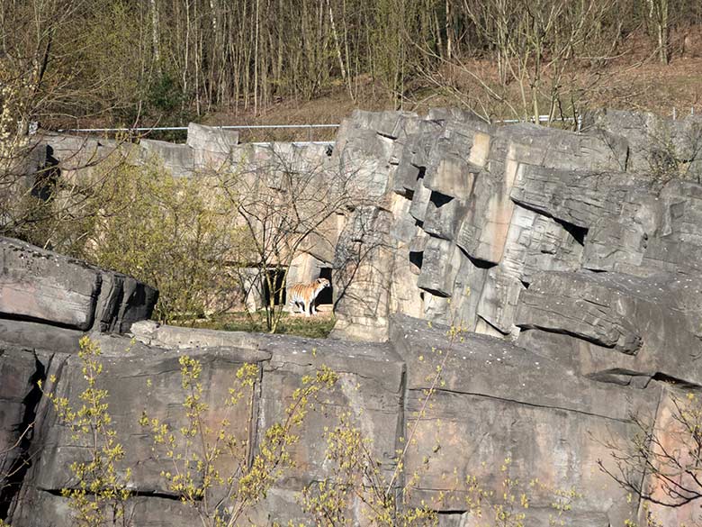 Blick von der Sambatrasse auf die Amur-Tigerin MYMOZA am 22. März 2020 auf der Außenanlage nahe dem Stallgebäude im Tiger-Tal im  Zoo Wuppertal