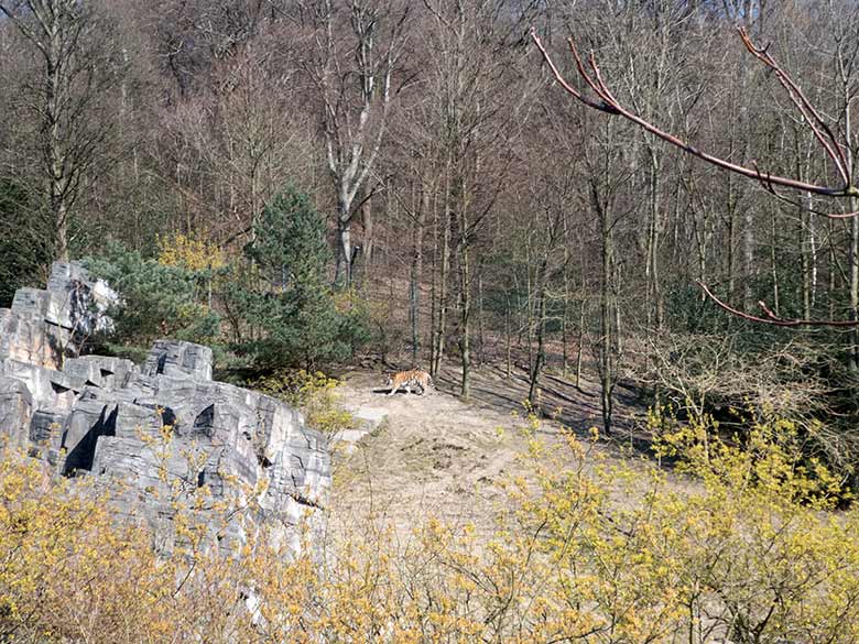 Blick von der Samba-Trasse auf einen Amur-Tiger am 1. April 2020 auf der Außenanlage im Tiger-Tal im Grünen Zoo Wuppertal