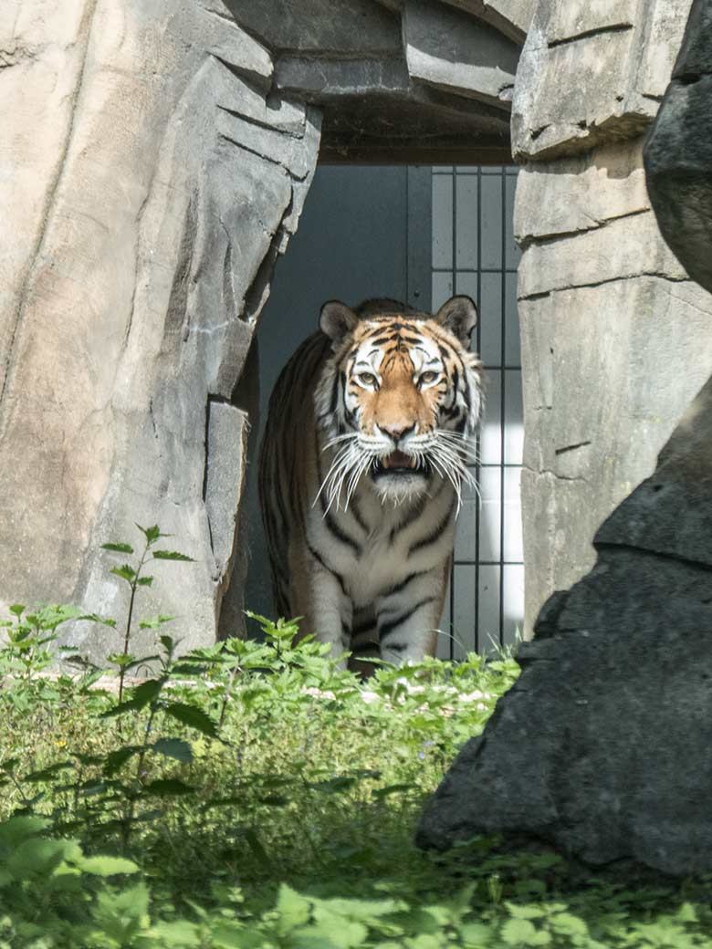 Amur-Tiger-Katze MYMOZA am 21. Mai 2020 am Durchgang vom Innenstall zur Außenanlage im Tiger-Tal im Grünen Zoo Wuppertal